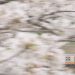 【Tokyo Train Story】桜色の景色の中を駆け抜ける（中央線）