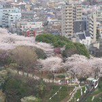 【Tokyo Train Story】桜が満開の飛鳥山公園で健気に働くアスカルゴ
