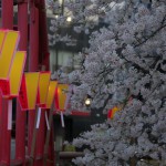 今年も夕闇迫る目黒川の桜を撮影してきた！ その2