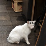 麻布十番のラーメン屋さんの裏にいた麻呂猫 麻布十番散策 その11