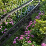 【Tokyo Train Story】アスカルゴのレール沿いに咲き乱れる紫陽花