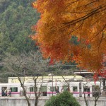 【Tokyo Train Story】高尾山口駅前の紅葉（京王線）