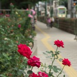 【Tokyo Train Story】荒川自然公園入口のバラ（都電荒川線）