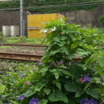 【Tokyo Train Story】常磐線沿線の朝顔