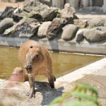 バクと一緒にソルとルナのお食事タイム 上野動物園のカピバラ観察日記 その5