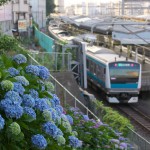 【Tokyo Train Story】諏方神社の紫陽花（京浜東北線）