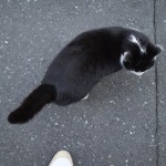 2月22日は「猫の日」ということなので西新宿の路地裏で出会ったネコを紹介します