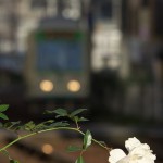 【Tokyo Train Story】バラも一休み（都電荒川線）