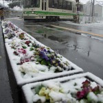 【Tokyo Train Story】雪の花壇（都電荒川線）