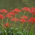 小石川後楽園の曼珠沙華（彼岸花） その1