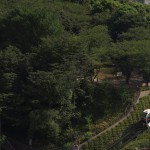 【Tokyo Train Story】真夏の飛鳥山公園（アスカルゴ）