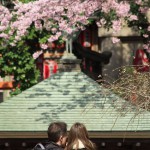 【東京春景色】上野公園の桜