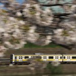 【Tokyo Train Story】桜の隙間から（総武線）
