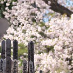 【東京春景色】八重桜が満開の谷中と上野の春景色 春のお花見フォトウォーク2014 その9