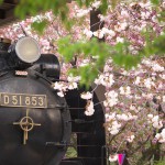 【Tokyo Train Story】八重桜で周囲が彩られた飛鳥山公園のD51
