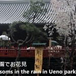 【東京春景色】桜が散り行く雨の上野公園をNikon1 v1で動画撮影してみた！