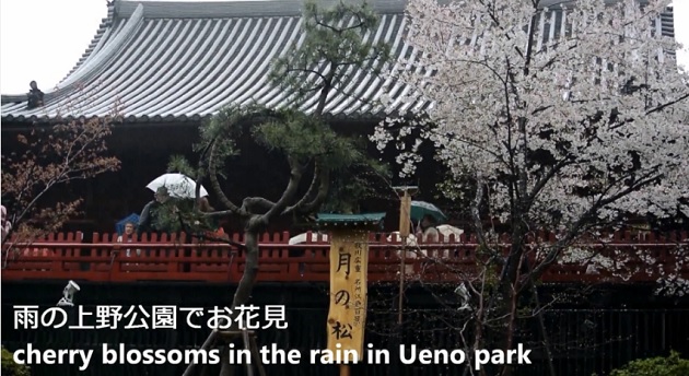 桜が散り行く雨の上野公園