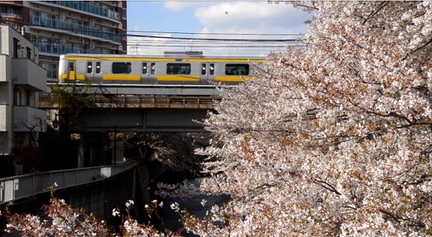 桜咲く神田川を越える中央線・総武線 crossing the Kandagawa River being cherry blossoms in bloom