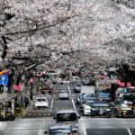 【東京春景色】西武新宿線の黄色い電車が新井薬師前付近の中野通りの桜並木を通り抜ける様子をNikon D7000で動画撮影してみた！