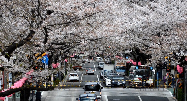 【東京春景色】西武新宿線の黄色い電車が新井薬師前付近の中野通りの桜並木を通り抜ける様子をNikon D7000で動画撮影してみた！
