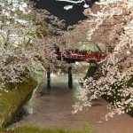 弘前城と桜のトンネルのライトアップは必見！弘前さくらまつりの夜桜見物 『弘前の桜を見に行こう！』 その10