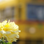 【Tokyo Train Story】画面いっぱいの黄色（都電荒川線）