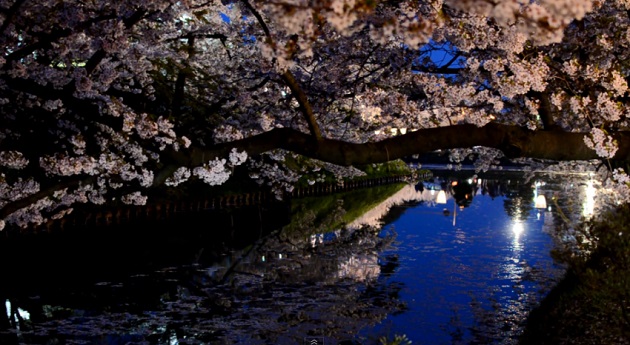 弘前さくらまつり 夜のお花見散歩 Hirosaki cherry blossoms festival