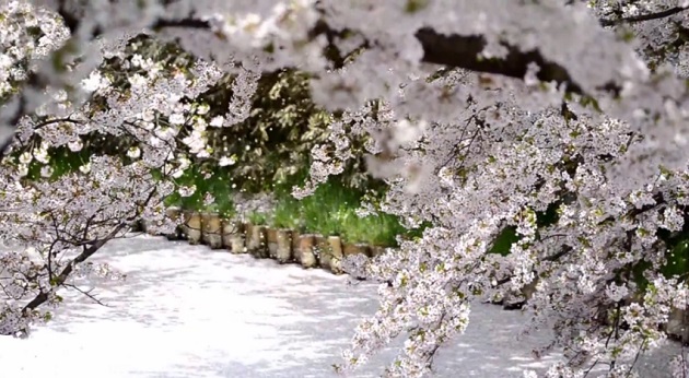 弘前の桜は散り始めると桜吹雪と花筏というこれまた美しい桜の景色になるのをNikon D7000で動画撮影してみた！
