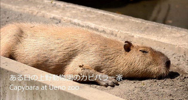 5月4日の無料入園日に上野動物園のカピバラ一家の様子を動画撮影してみた！