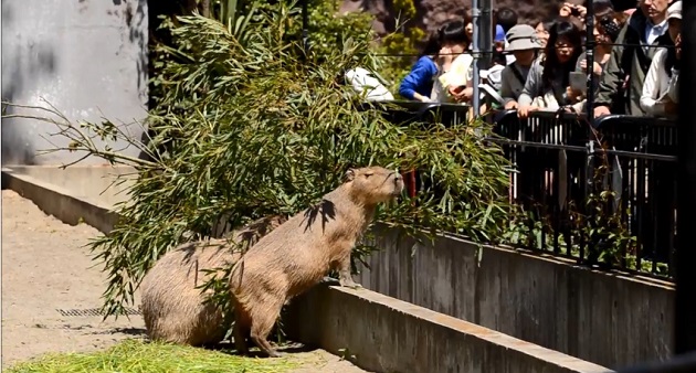 5月4日の無料入園日に上野動物園のカピバラ一家の様子を動画撮影してみた！