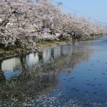弘前公園の外濠の水面に映る青空と桜の風景 『弘前の桜を見に行こう！』 その7