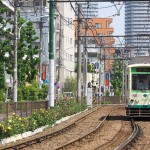 【Tokyo Train Story】ビルの谷間のバラの花（都電荒川線）
