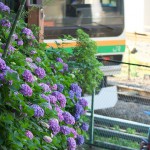 【Tokyo Train Story】飛鳥の小径のアジサイ（湘南新宿ライン）