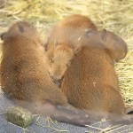 平成27年（2015年）5月4日に産まれたあらかわ遊園の3つ子の赤ちゃんカピバラに会いに行ってきた！ #capybara #カピバラ