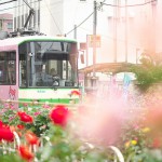 【Tokyo Train Story】バラ咲く都電荒川線沿線風景