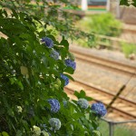 【Tokyo Train Story】飛鳥山公園のアジサイ（東北本線）