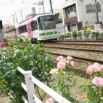 【Tokyo Train Story】ピンクの薔薇が咲く都電の線路際