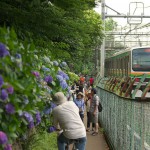 【Tokyo Train Story】紫陽花が咲き誇る小路の横を走り抜ける湘南新宿ライン