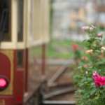 【Tokyo Train Story】夏のバラ（都電荒川線）