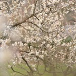 偕楽園で開催されている水戸の梅まつりでは梅の花が満開を迎えて見頃になっていました！梅の花で満ち満ちた園内は見所満載です！