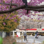 【Tokyo Train Story】桜満開の東急多摩川線沿線