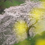 【東京春景色】皇居の東御苑と千鳥ヶ淵をお花見散歩 都会のど真ん中でこれだけの桜が見られたのは大満足！