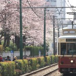 【Tokyo Train Story】桜並木の横を走る都電荒川線のレトロ風車両9001