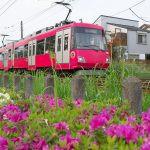 【Tokyo Train Story】ツツジ咲く東急世田谷線沿線風景