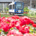【Tokyo Train Story】バラの中を走る都電荒川線新型車両8900形