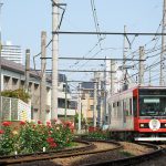 【Tokyo Train Story】バラが咲くS字カーブを都電荒川線が行く