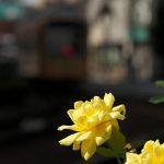 【Tokyo Train Story】黄色いバラと黄色い都電荒川線