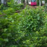 【Tokyo Train Story】緑の季節（都電荒川線）