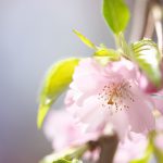 川越八幡宮の拝殿横にある立派な枝垂れ桜があるのでお花見しながら参拝することができました #地域ブログ #Locketsリレー #桜