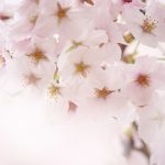 川越市内にある浮島稲荷神社で桜を独り占め ゆっくりじっくりお花見撮影をするならここがお勧め #地域ブログ #Locketsリレー #桜